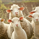 Illustration for article titled Sheep Block Road to Take Nap and Cause Adorable Traffic Jam